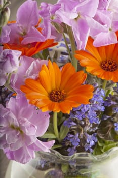 Close up of big orange daisy from a bunch