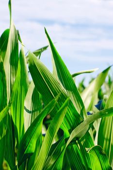 Green corn field 