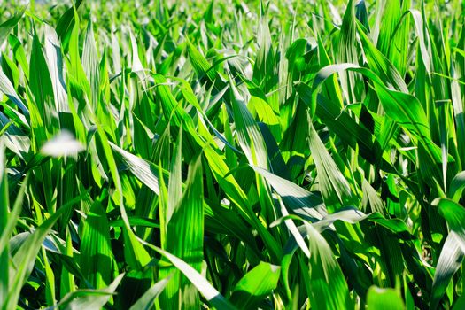 Green corn field background