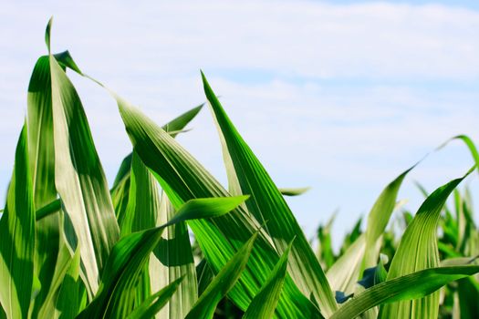 Green corn field 
