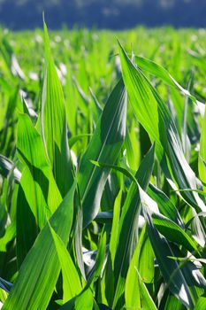 Green corn field 