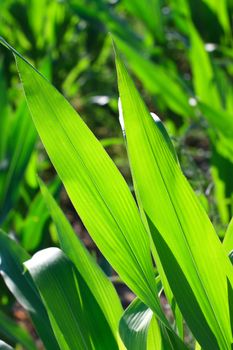 Green corn leaves on field 