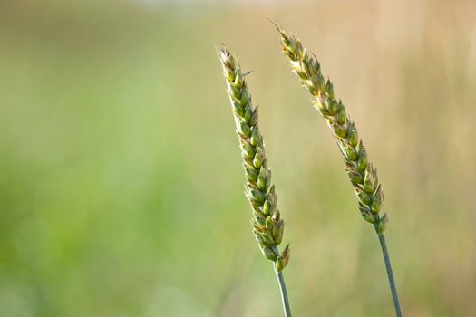 Wheat ears on field