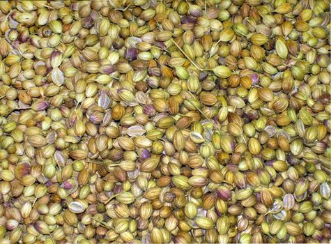 Agricultural background , coriander seeds