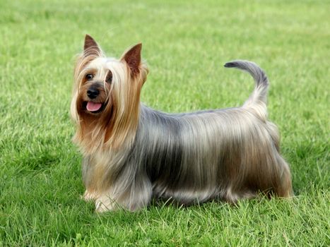 Australian Silky Terrier on the green grass lawn