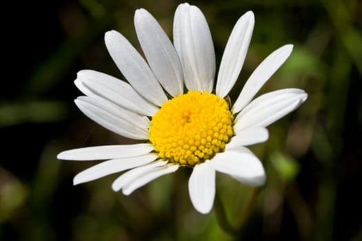 White camomile flower