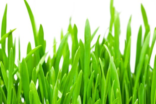 Fresh spring grass on white isolated background, macro