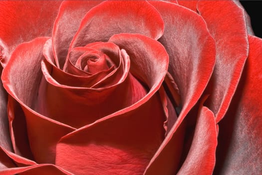 Lush and beautiful red rose, high quality macro