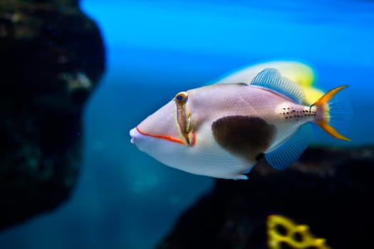 Beautiful exotic fish