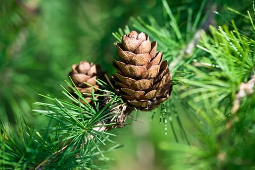 Nice cones on a pine