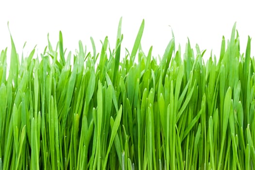Fresh green grass with water drops