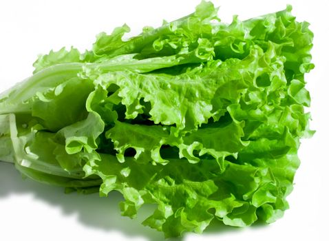 Fresh green Lettuce salad on white isolated background