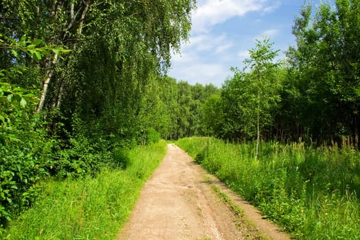 A road in Bitsa Park, Moscow, Russia
