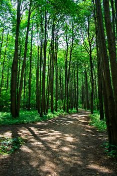 Beautiful road in the green summer forest, Moscow