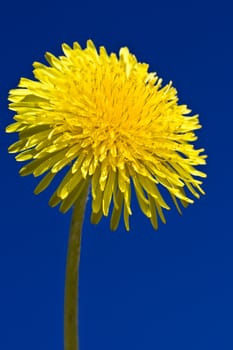 Yellow sunny dandelion flower close up