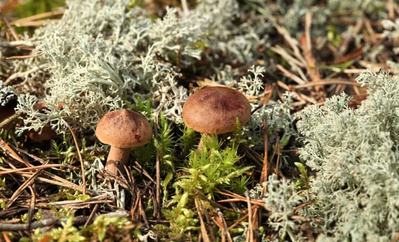 two small mushroom in the moss 