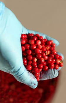 The red fruit Forest bilberry