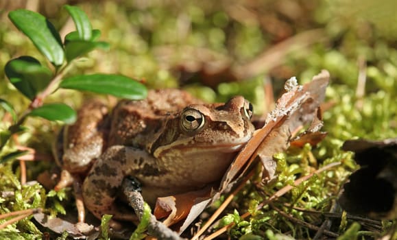 toad sitting in the grass