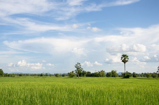 young paddy field with beautiful blue sky