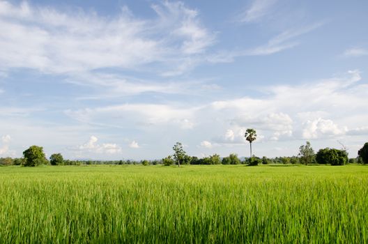 rice field green grass  blue sky cloud in rural