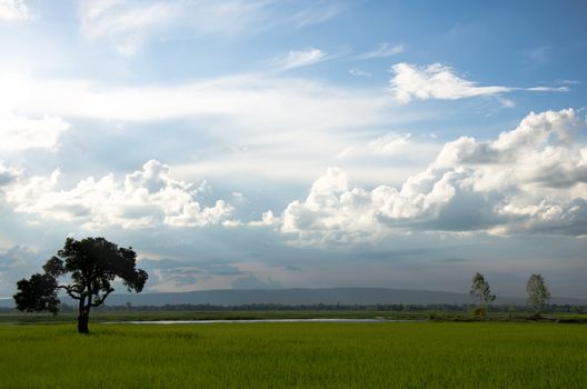 field, tree , blue sky and white clouds