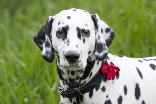 Dalmatian dog 