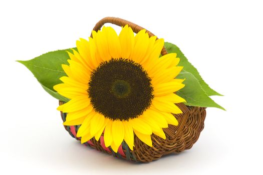 sunflower in a basket