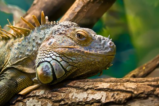 Head of a lazy Iguana lying along the branch