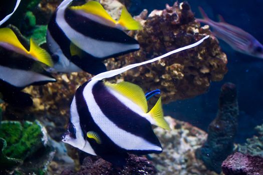 Close up of a colorful Wimplefishes