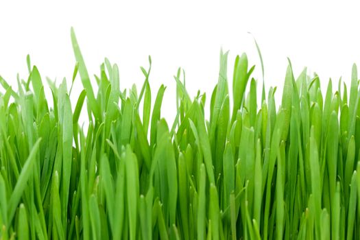 Fresh green grass isolated on white background