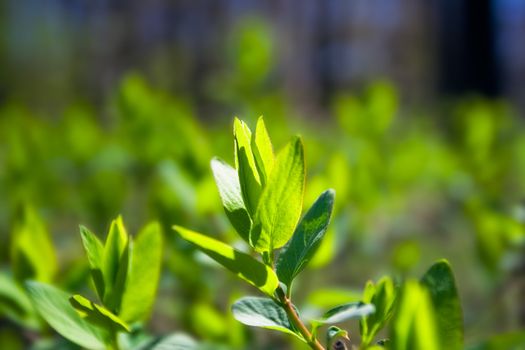 Fresh green bush leaves during the spring in the park