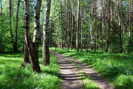  Beautiful road in green summer forest, Moscow