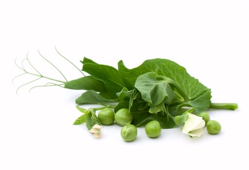 Green pea with blossom