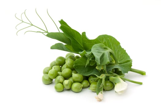 Green pea with blossom