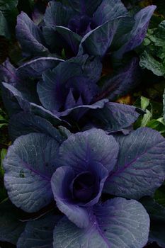 An organic red cabbage, full of vitamins!