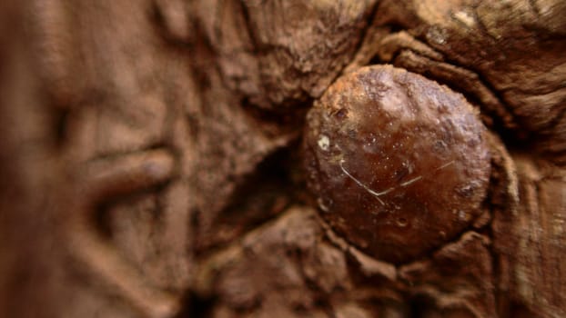 Macro photo of a rusty nail in a piece of wood