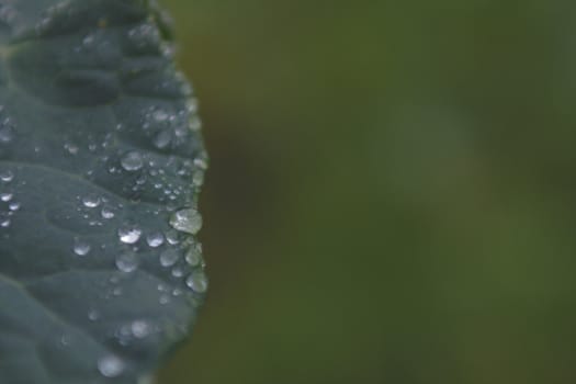 Macro photo of a green cabbage leaf.