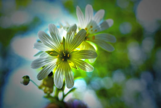 Spring flowers, on blue green sky background