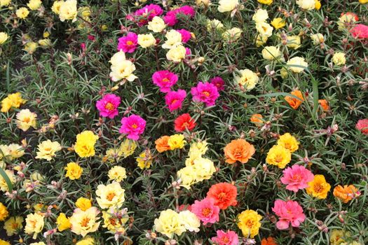 many bright flowers on the field