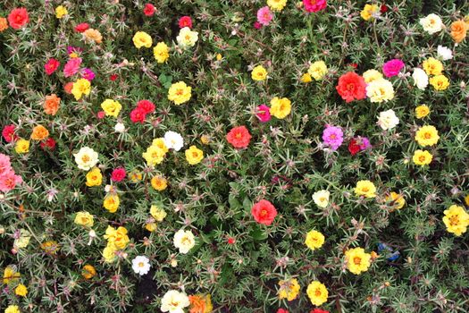 many bright flowers on the field