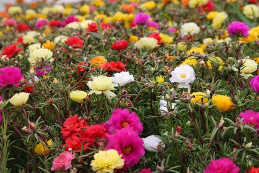 many bright flowers on the field