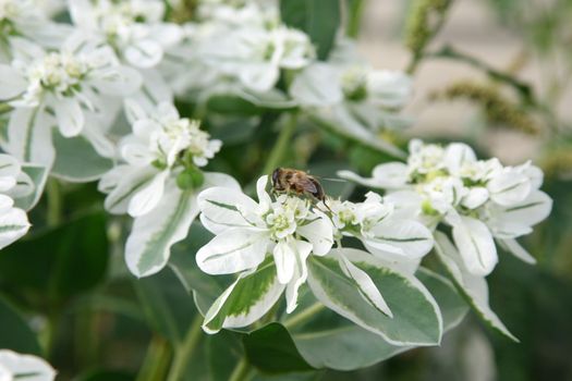 small bee on the white flower