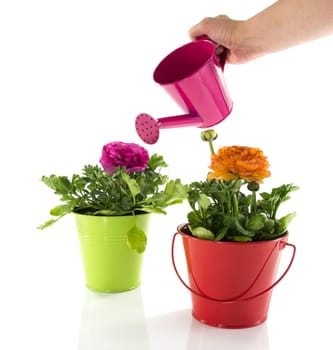 lady hand with watering can,red and green bucket with spring flowers and gardening tools