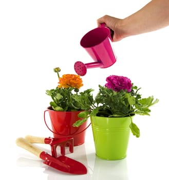 lady hand with watering can,red and green bucket with spring flowers and gardening tools