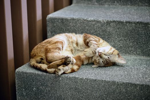 cute cat is sleeping on the stairway