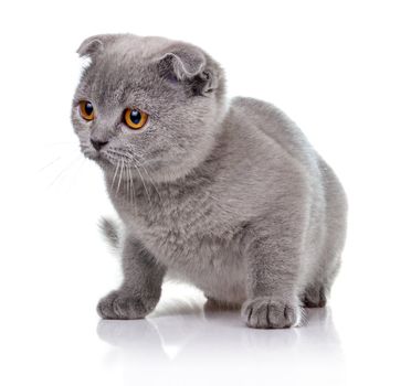 Little lop-eared kitten isolated on white background 