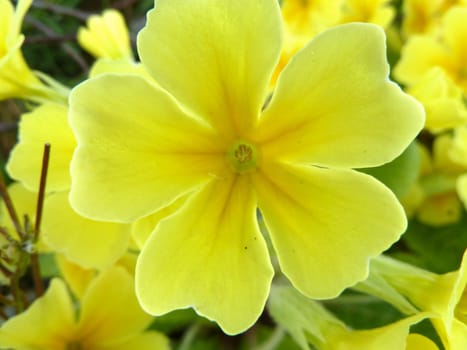 bright yellow flower as a background image
