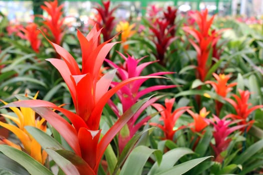 many beautiful guzmania magnifica flower as floral background