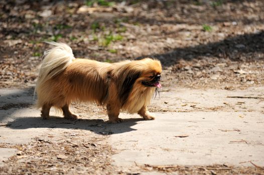 Pekingese in the park