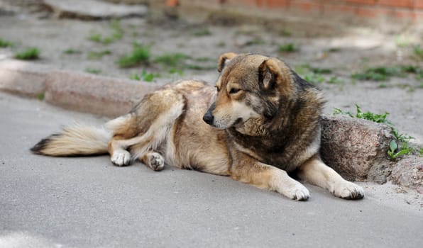 Homeless stray dog